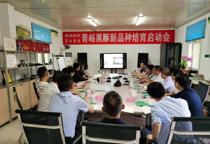 巴中市巴山牧業(yè)股份有限公司與四川農(nóng)業(yè)大學(xué)會(huì)召開(kāi)了青峪黑豬新品種選育啟動(dòng)會(huì)